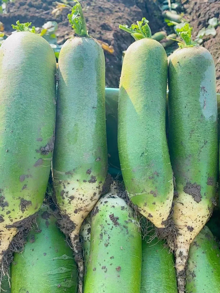 'SanNong Feicui' Fruit Radish