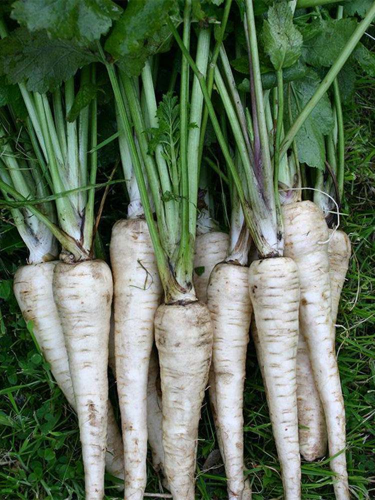 Parsnip