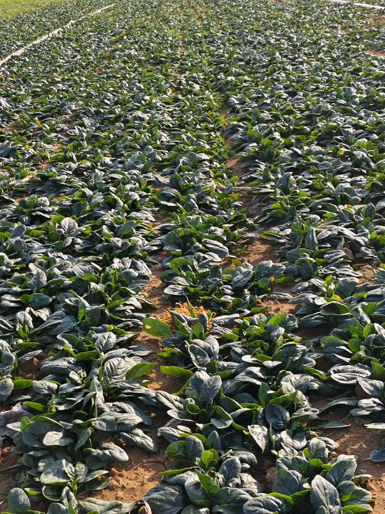 'Mobao 018' Prostrate Spinach