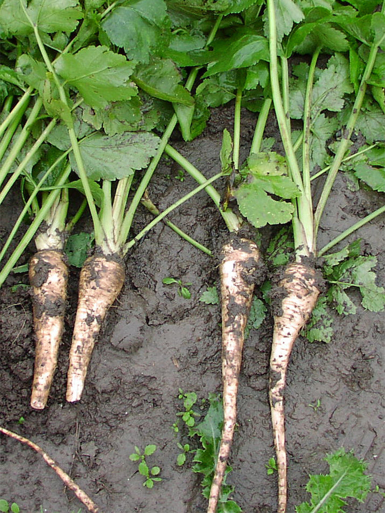 Parsnip (Pastinaca sativa)