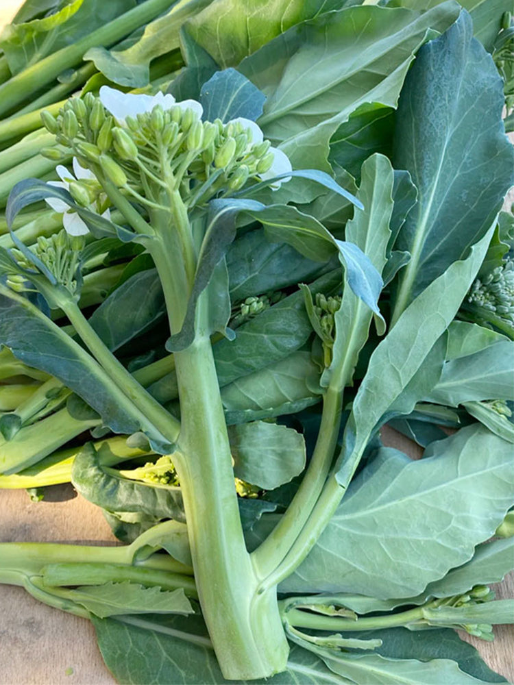 Wrinkle-leaf Mid-flowering Chinese Kale