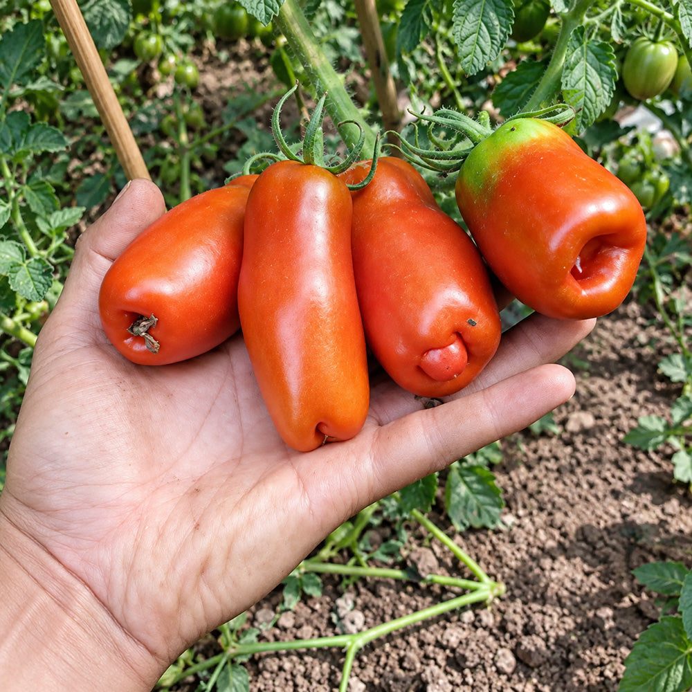 455 Pertsevidny Cherniy Tomato