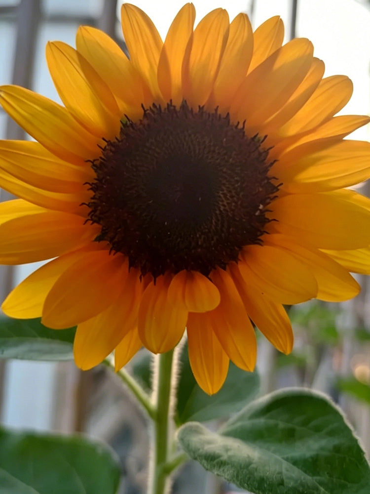 Copper Queen Sunflower