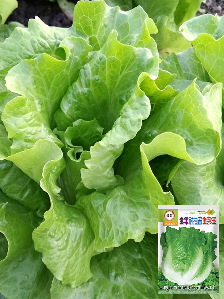 Year-Round Slow-Bolting Lettuce King