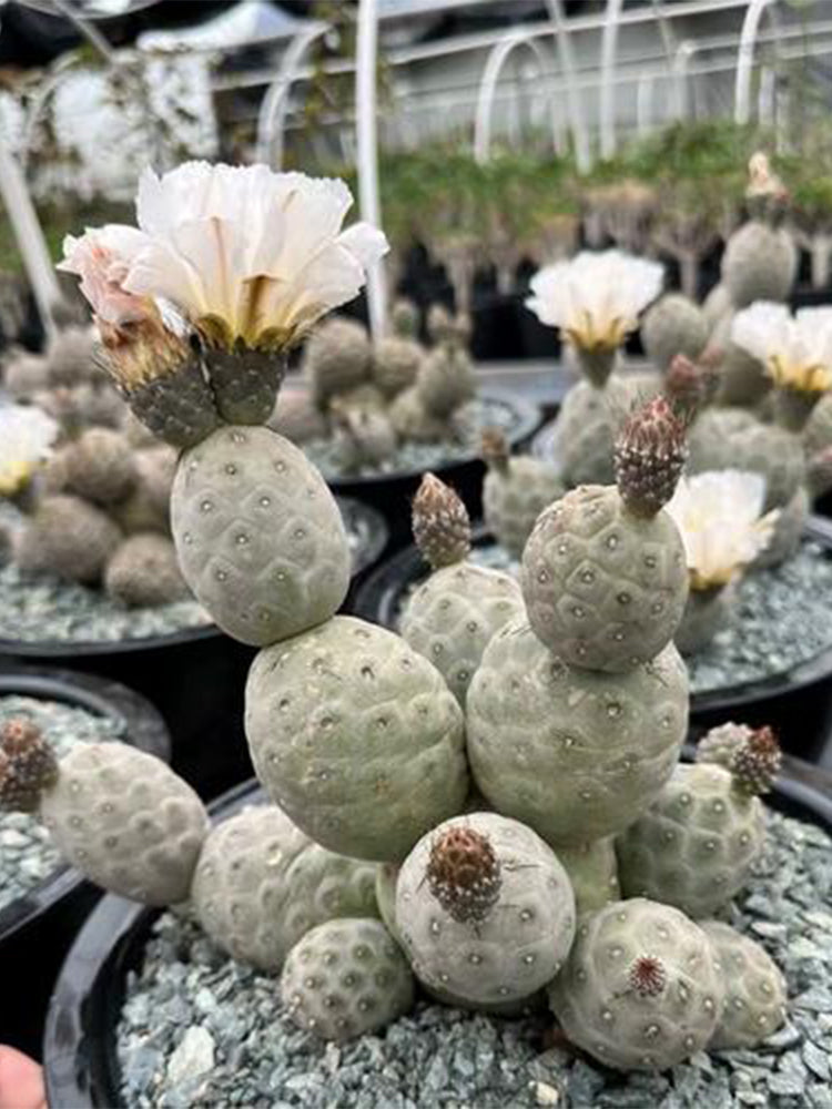 Tephrocactus geometricus