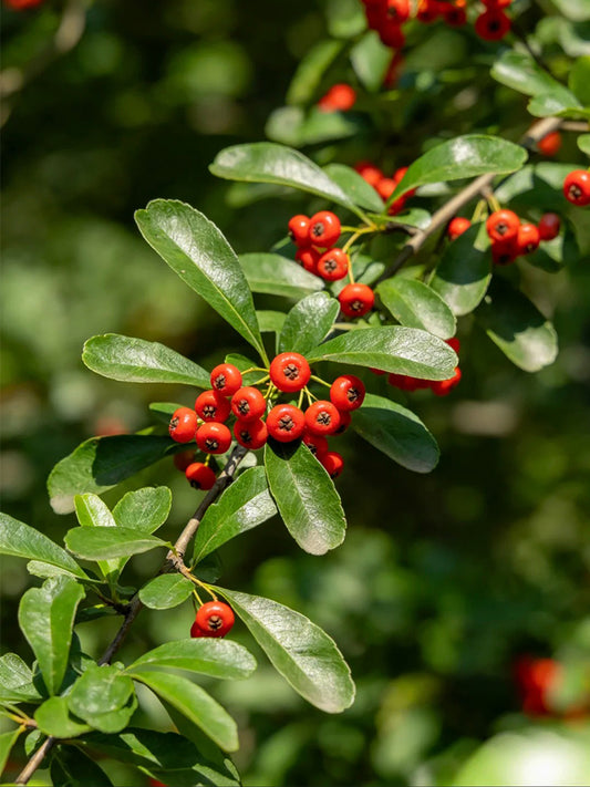 Red Firethorn