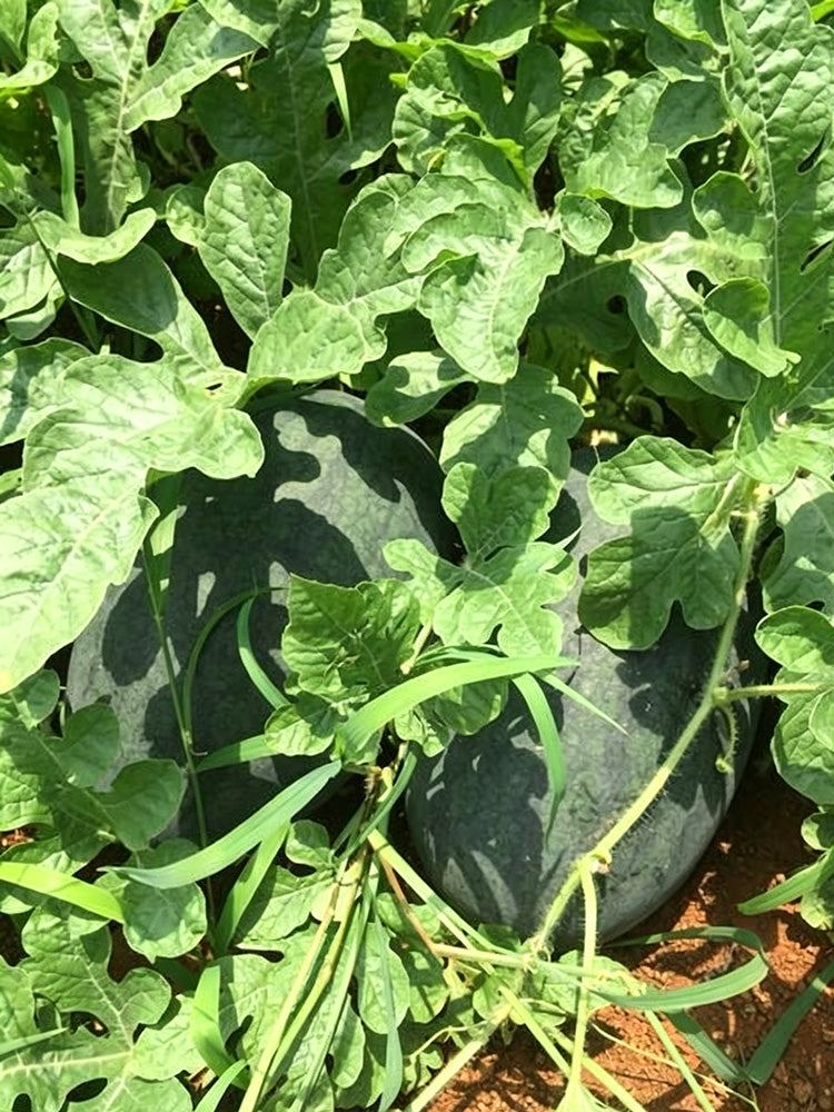 Black Beauty Watermelon