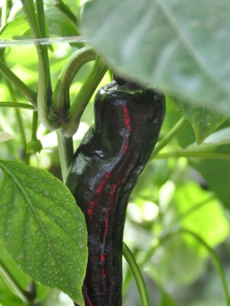 Perilla Pepper