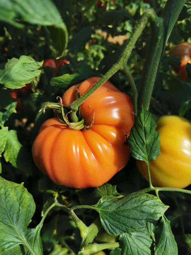 Giant Heirloom Pink Beefsteak Tomato