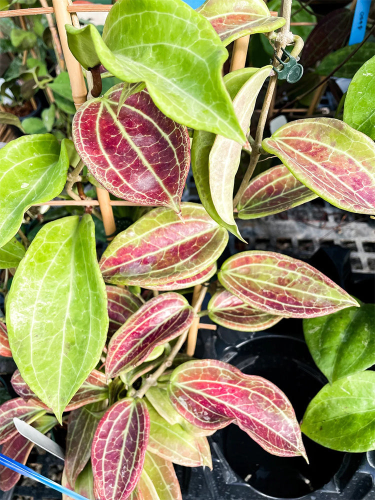Hoya merrillii Unrooted Stem Cuttings