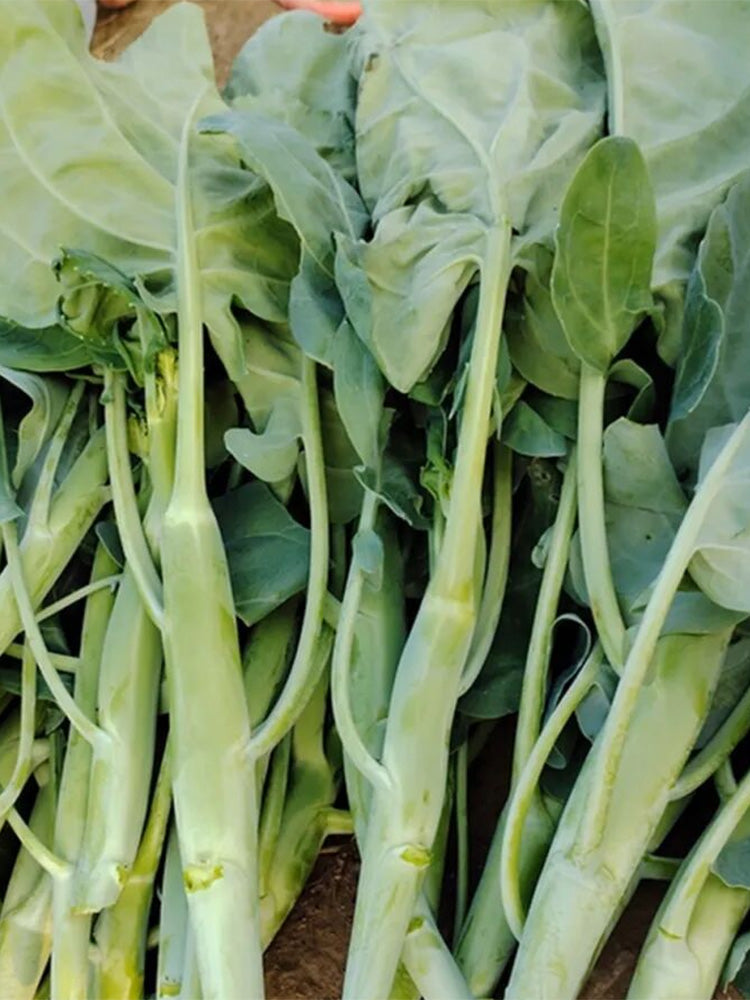 'Jiemei Jinmei Zhonghua' Chinese Kale