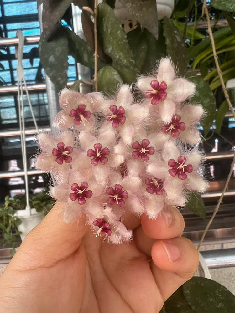 Hoya caudata 'Big Green Leaf' Unrooted Stem Cuttings