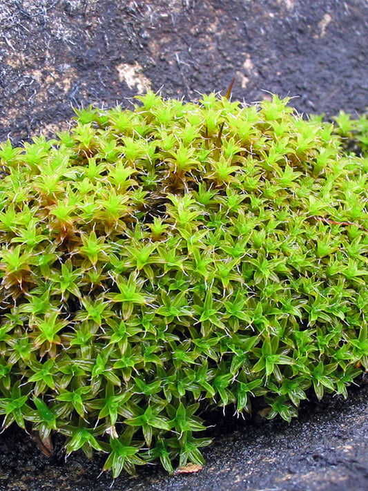 Twisted Moss (Syntrichia ruralis)
