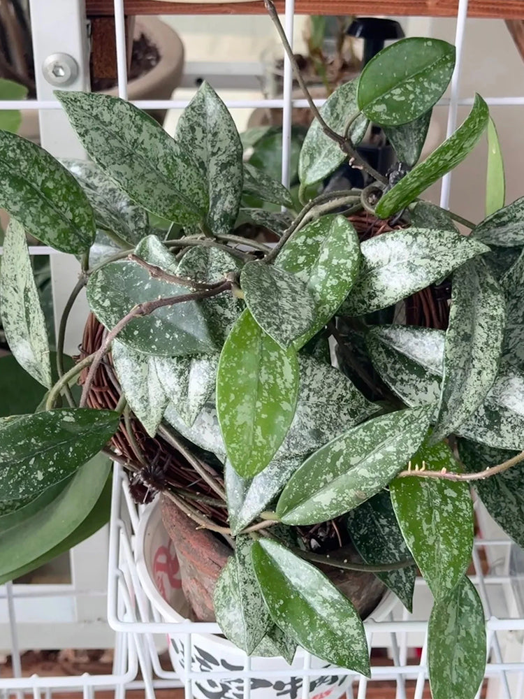 Hoya WG-073 Unrooted Stem Cuttings