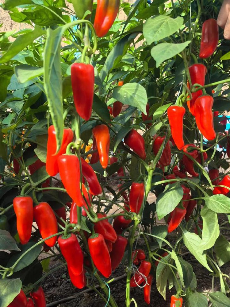 Mini Red Sweet Pepper