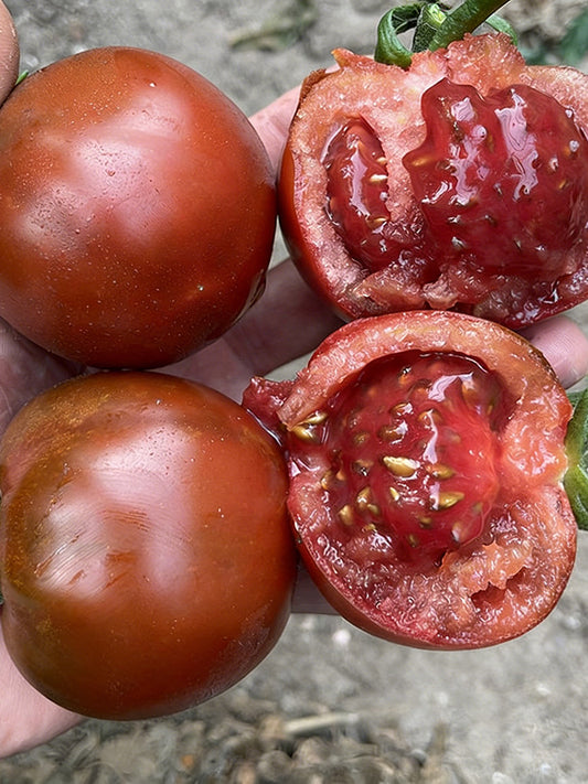 Chocolate Tomato