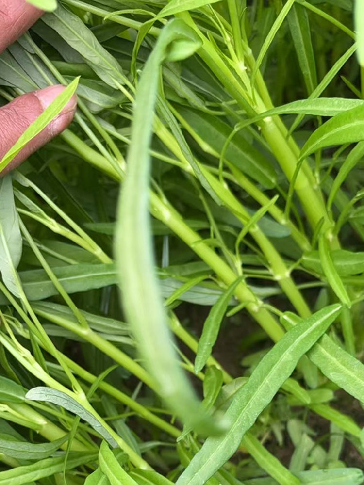 YuFeng No.6 Water Spinach