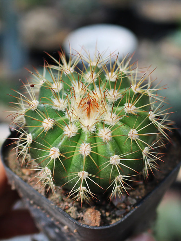 Melocactus broadwayi