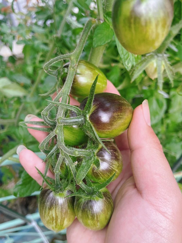 Brads Atomic Grape Heirloom Tomato