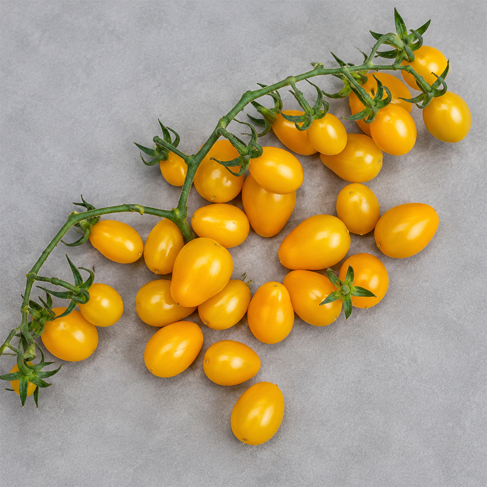 24 Yellow Submarine Tomato