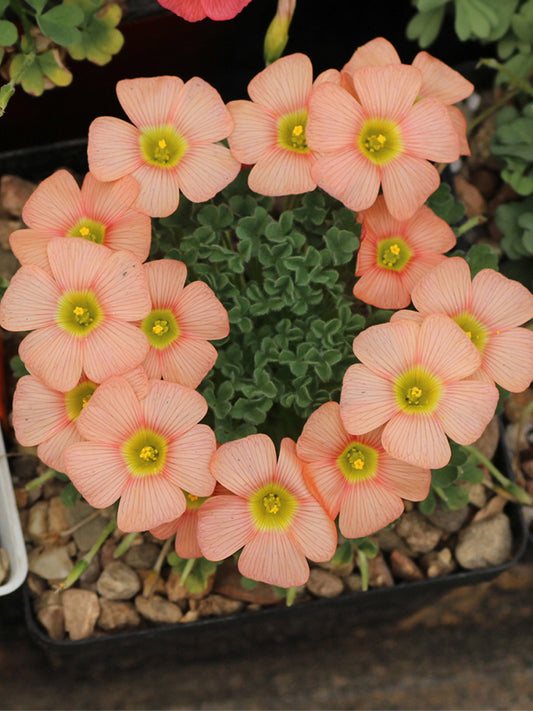 Oxalis obtusa Series Bulb - 'Orange Cream'
