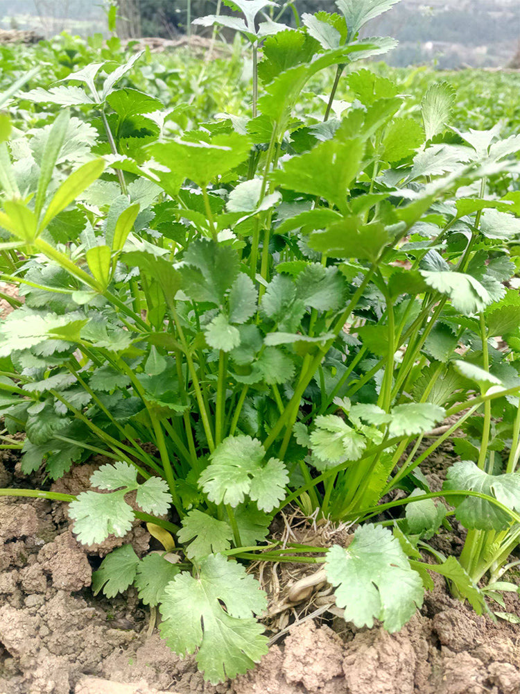 'Jiefeng' Large-Leaf Coriander