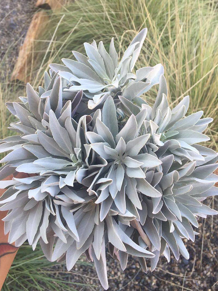 California White Sage