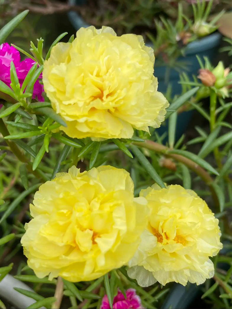 Hezhichun Yellow Moss-Rose Purslane