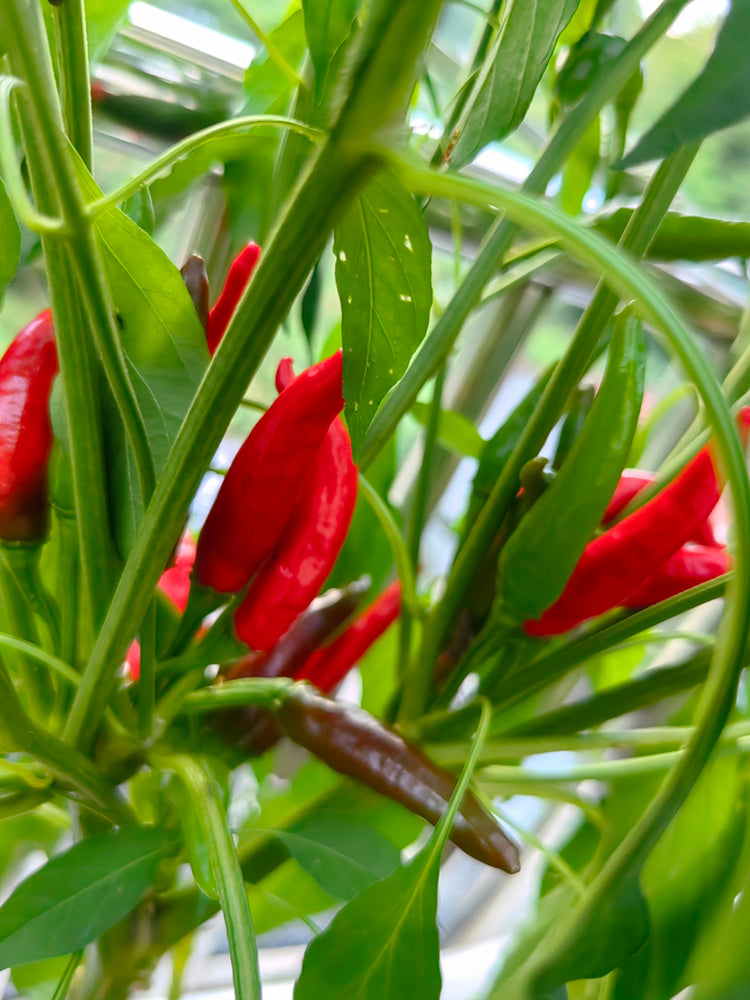 Blazing Upright Cluster Pepper