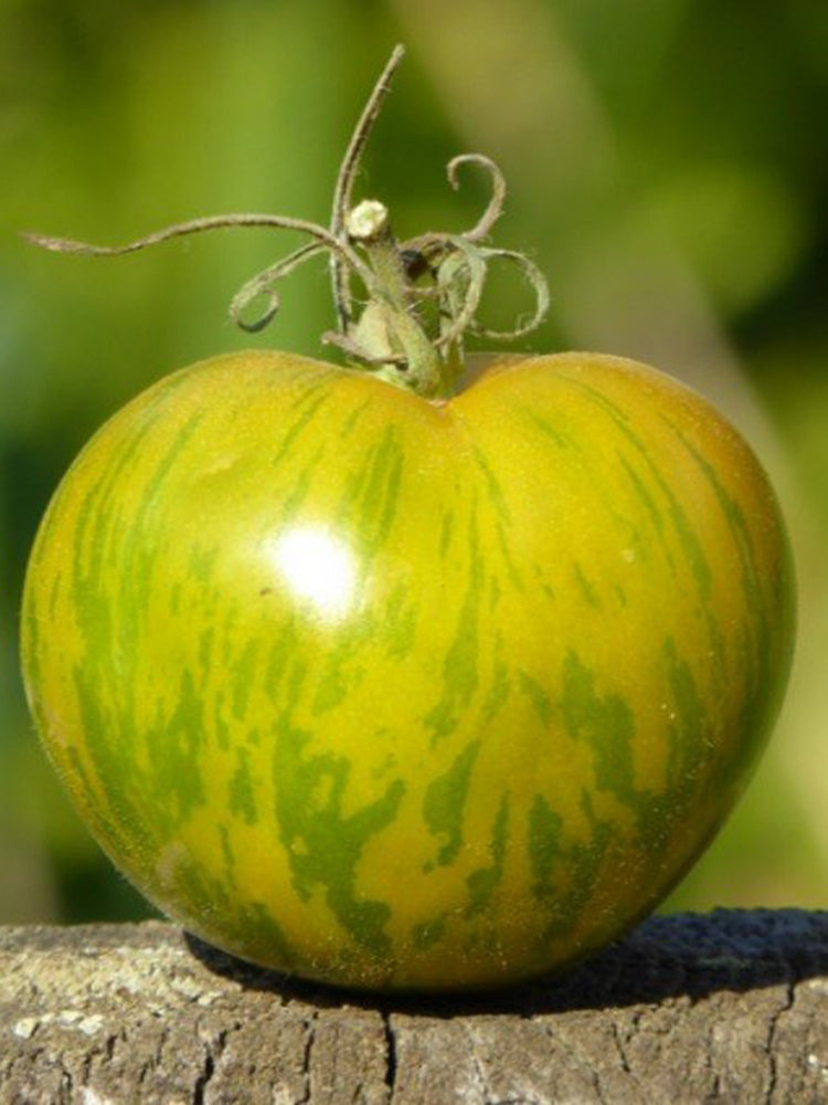 Sandy-Fleshed Cherry Tomato