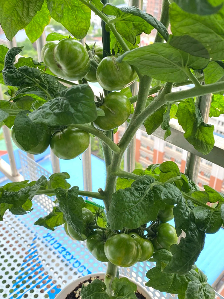 'Eden Micro Tiny No.4' Tomato