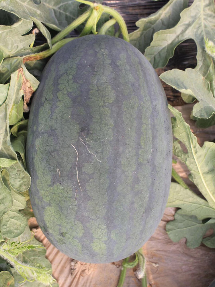 'Midnight Emperor' Black Beauty Watermelon