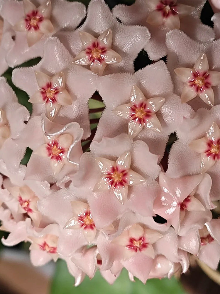 Hoya commutata Unrooted Stem Cuttings