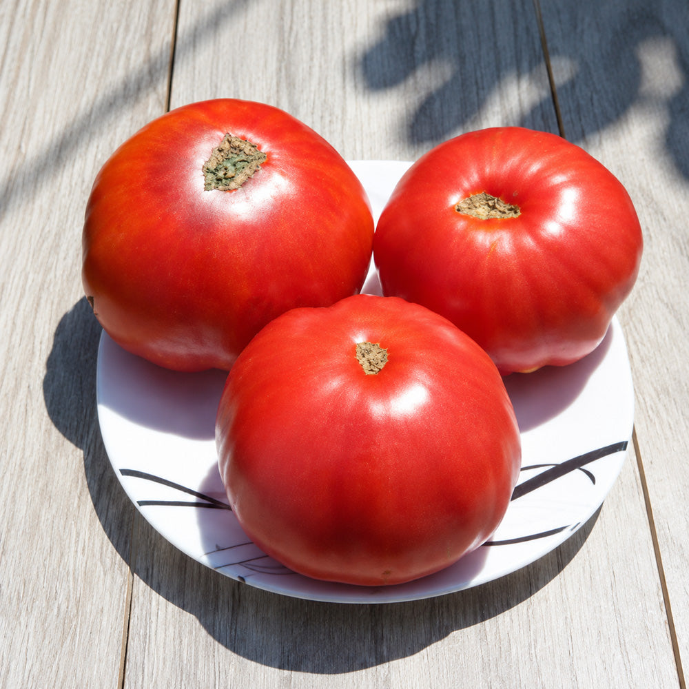94 Minusinsk Dimensionless Tomato