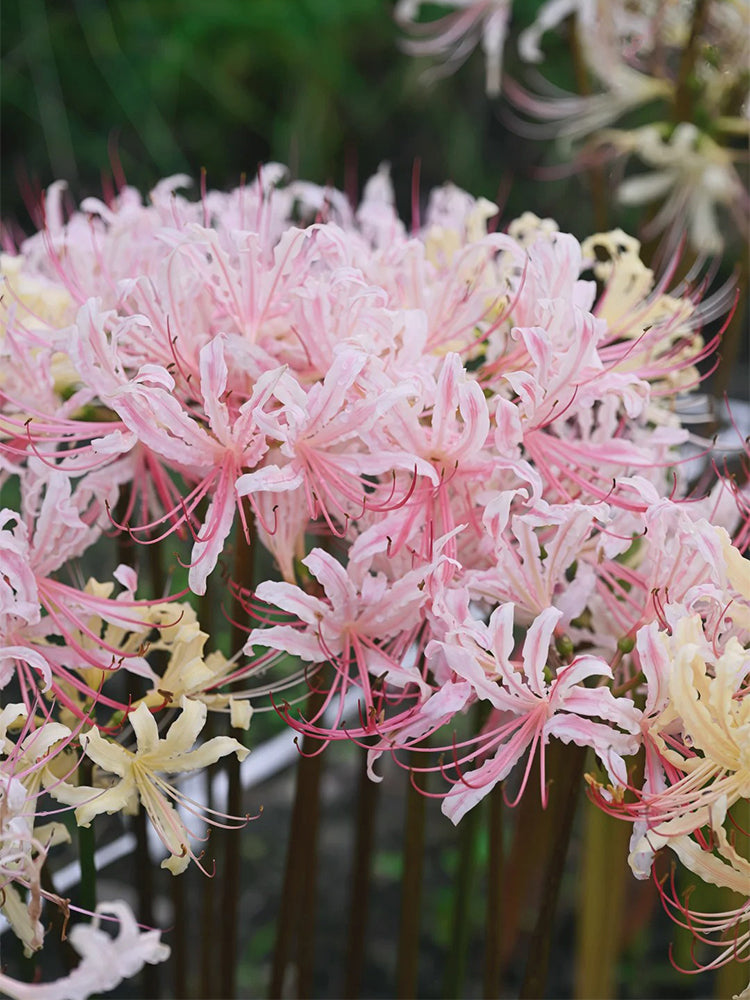 'Pink Dream' Lycoris
