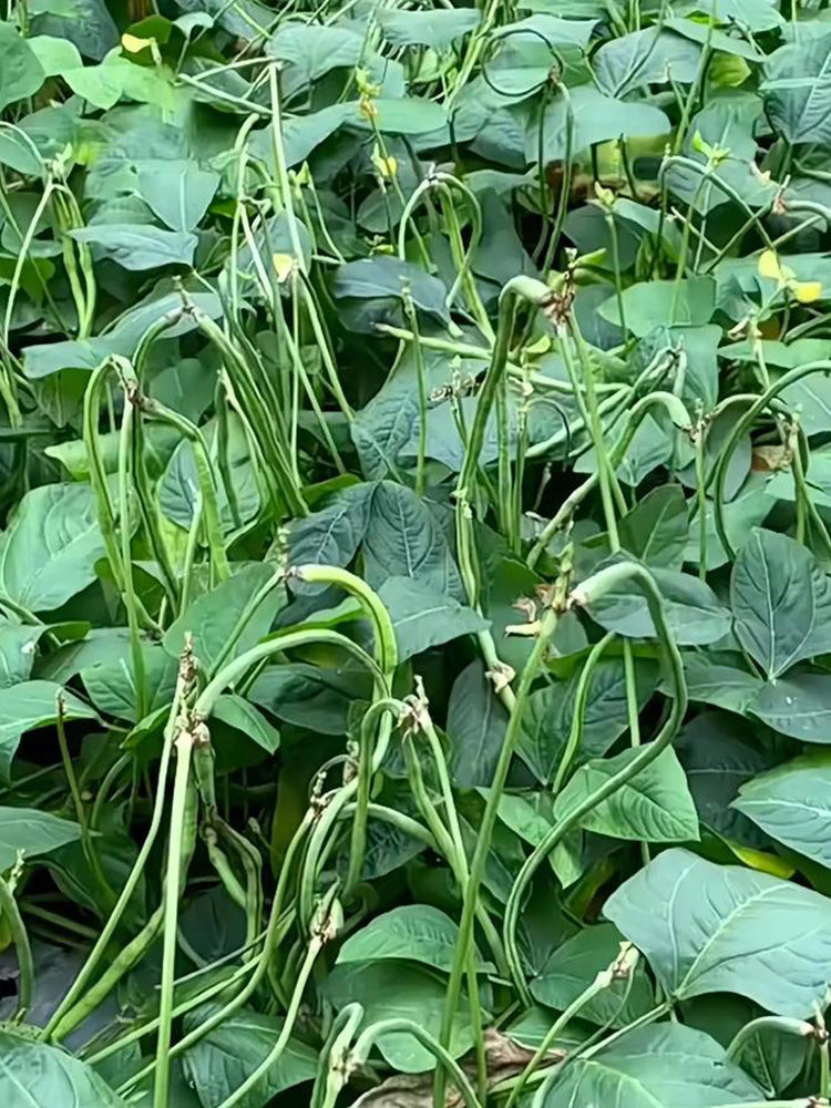 Zhengjiang Dwarf Bush Yardlong Bean