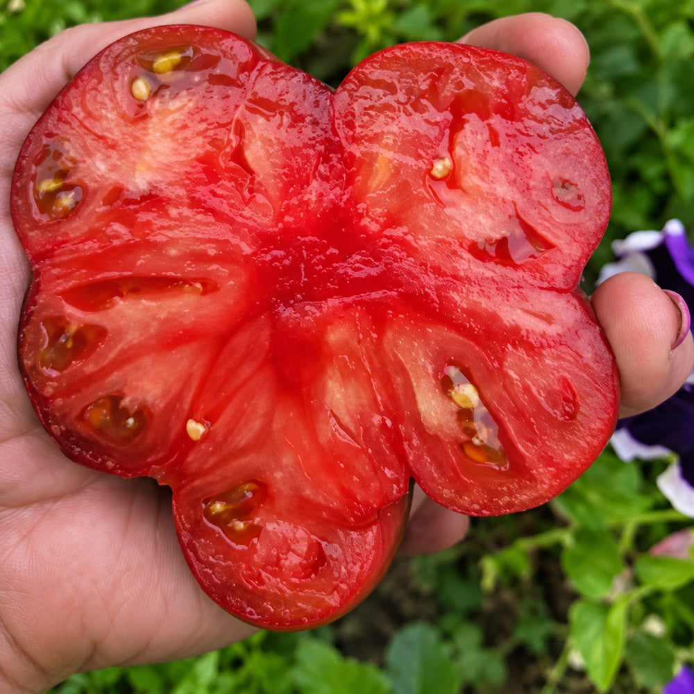 226 Black Russian Rose Tomato