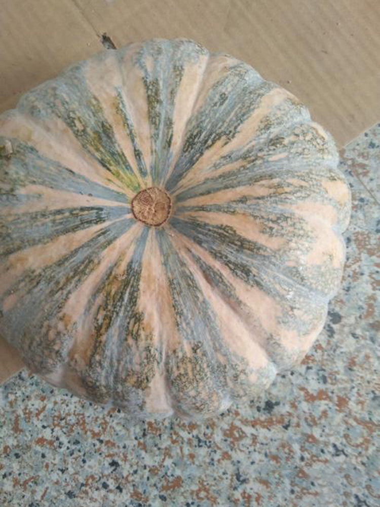 Sweet Dough Millstone Pumpkin