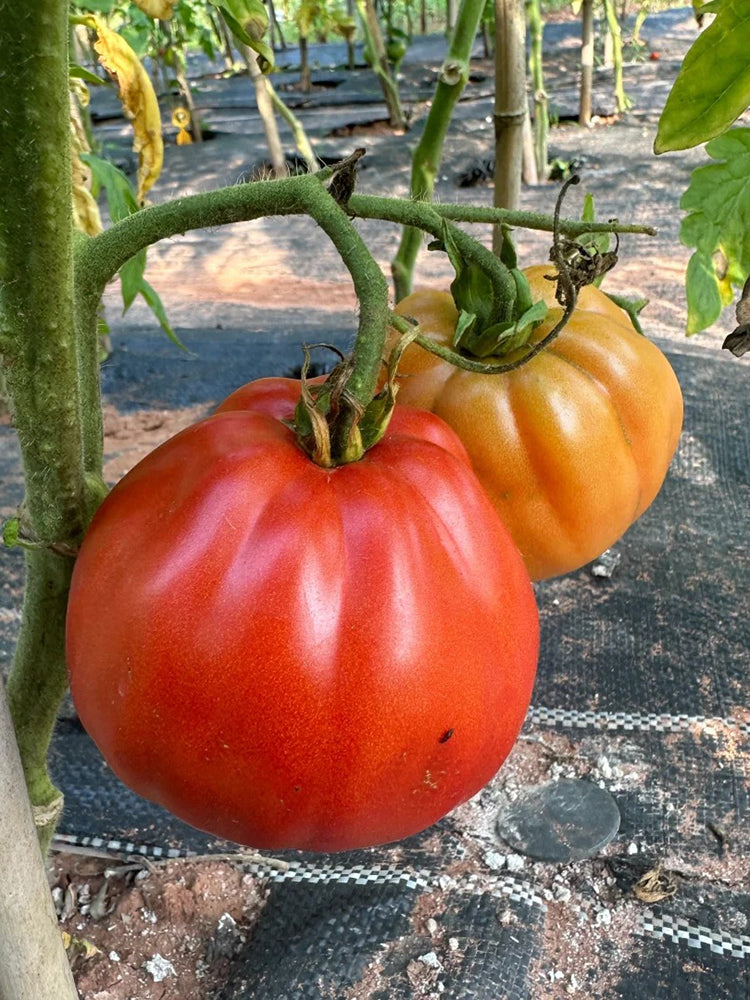 Camille Tomato