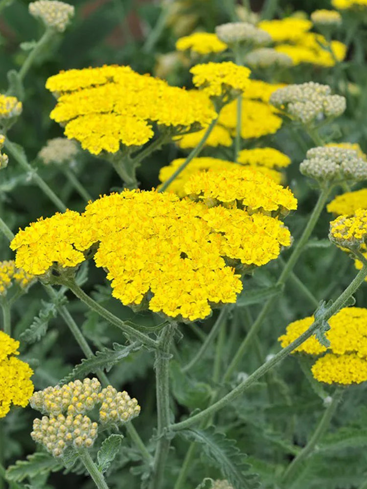 Yarrow, Yellow