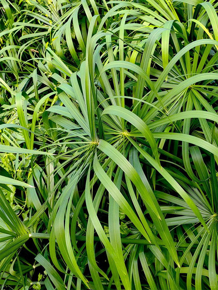 Umbrella Sedge