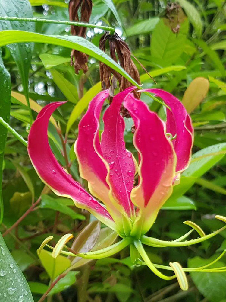 Mixed Color Gloriosa Lily