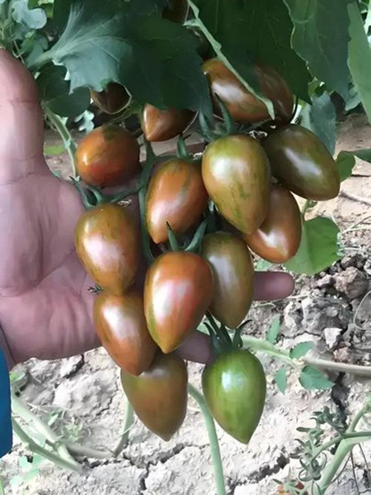 Royal Violet Cherry Tomato