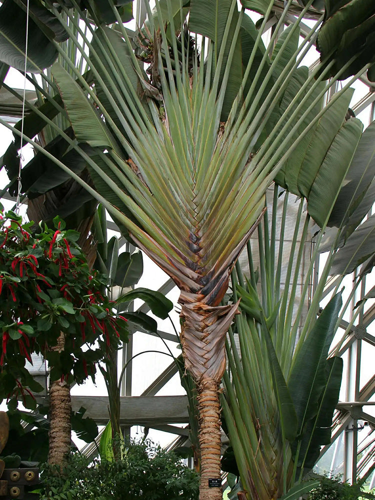 Traveller's Palm Seeds