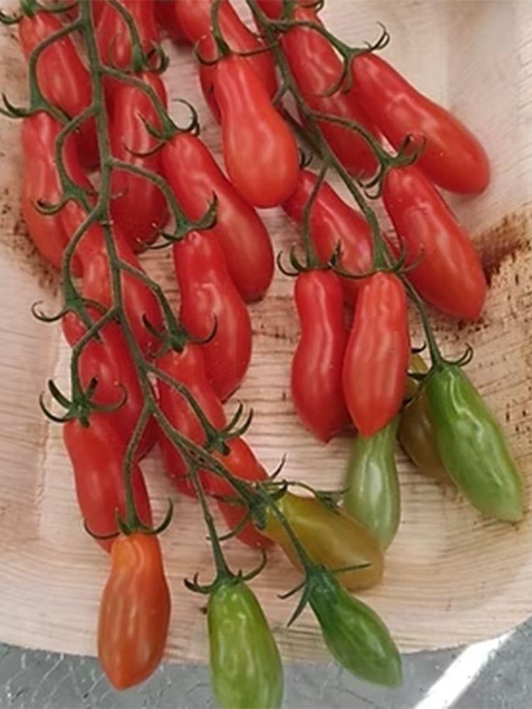 846 Sweet F6 Tomato