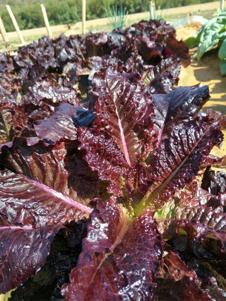 Crimson Wrap Lettuce (Lactuca sativa)
