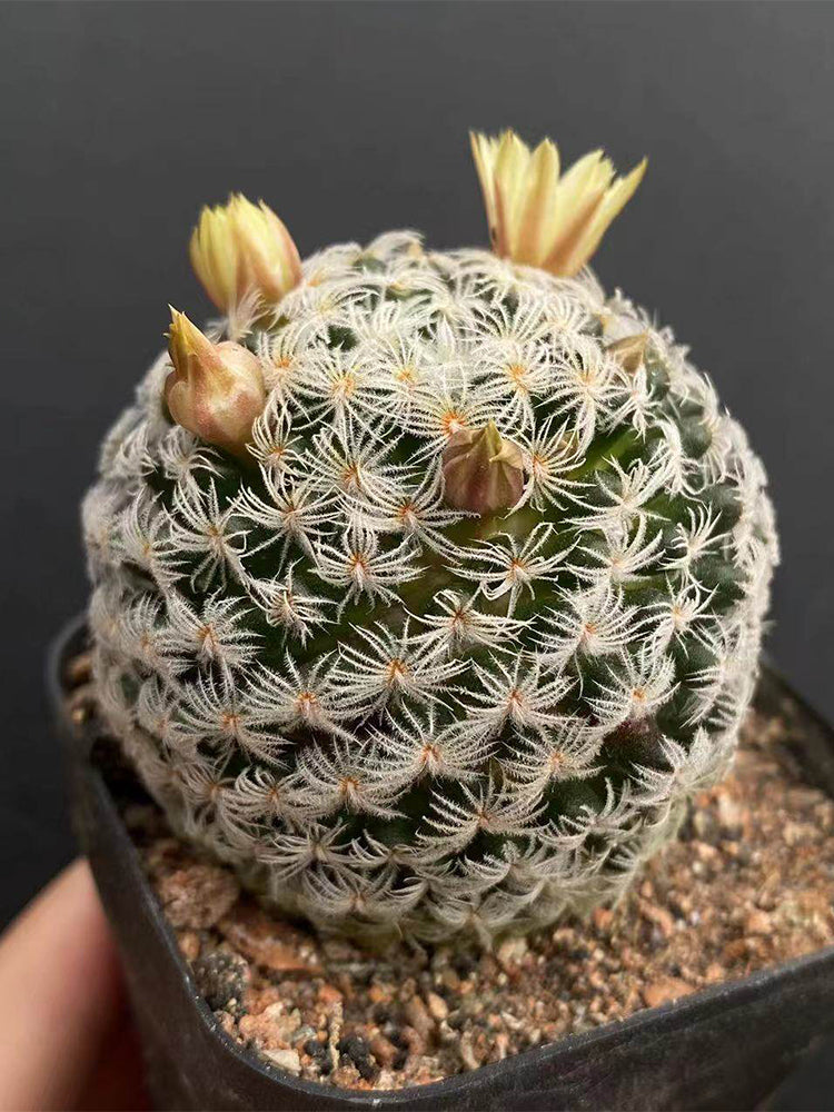 Mammillaria duwei
