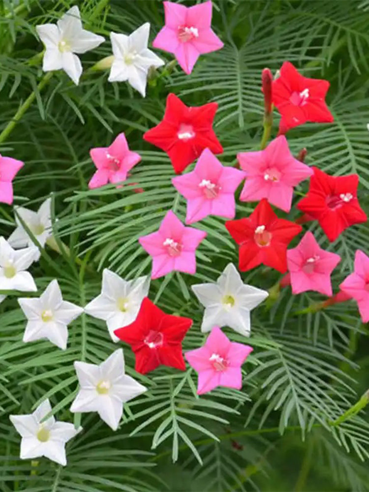 Hezhichun Cypress Vine