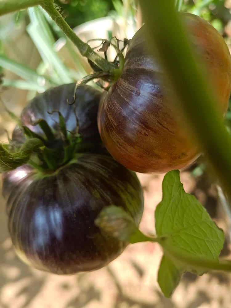 Martha Starfighter Tomato