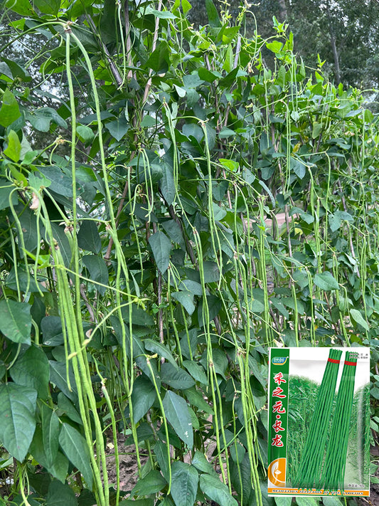 Long Dragon Cowpea